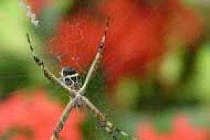 aranha