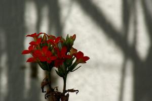 flor angela2